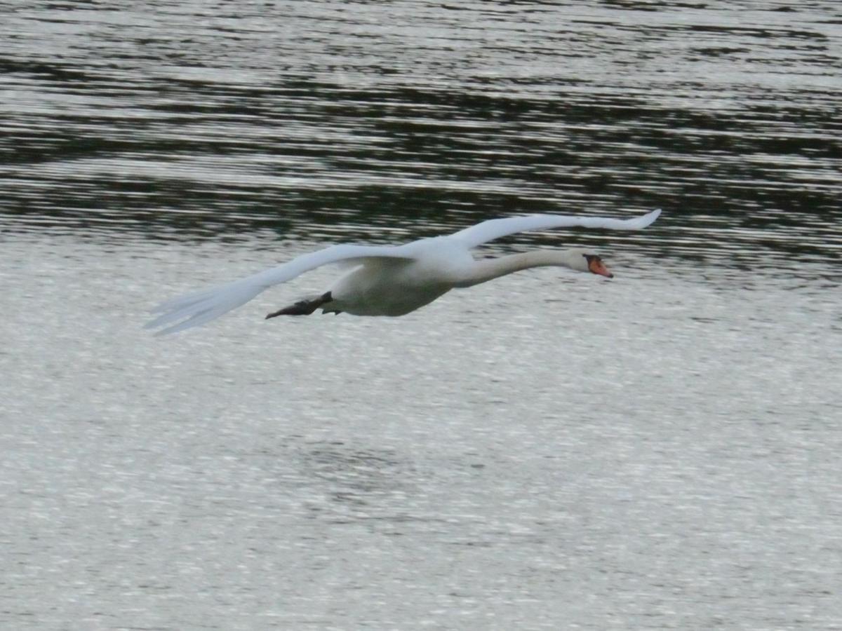 Les Cygnes Au Bord Du Loing Vila Montigny-sur-Loing Exterior foto