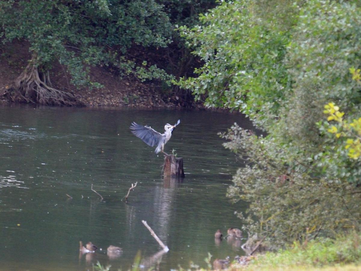 Les Cygnes Au Bord Du Loing Vila Montigny-sur-Loing Exterior foto