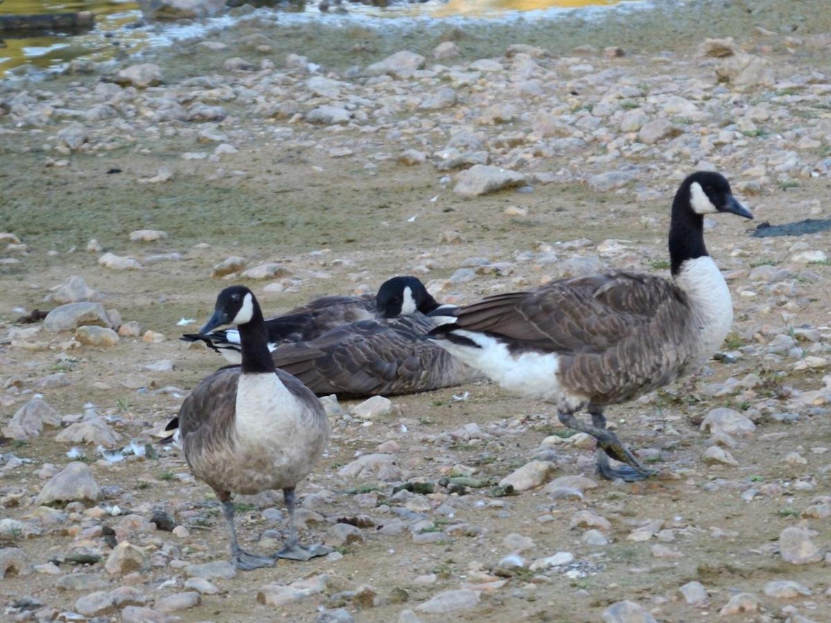 Les Cygnes Au Bord Du Loing Vila Montigny-sur-Loing Exterior foto