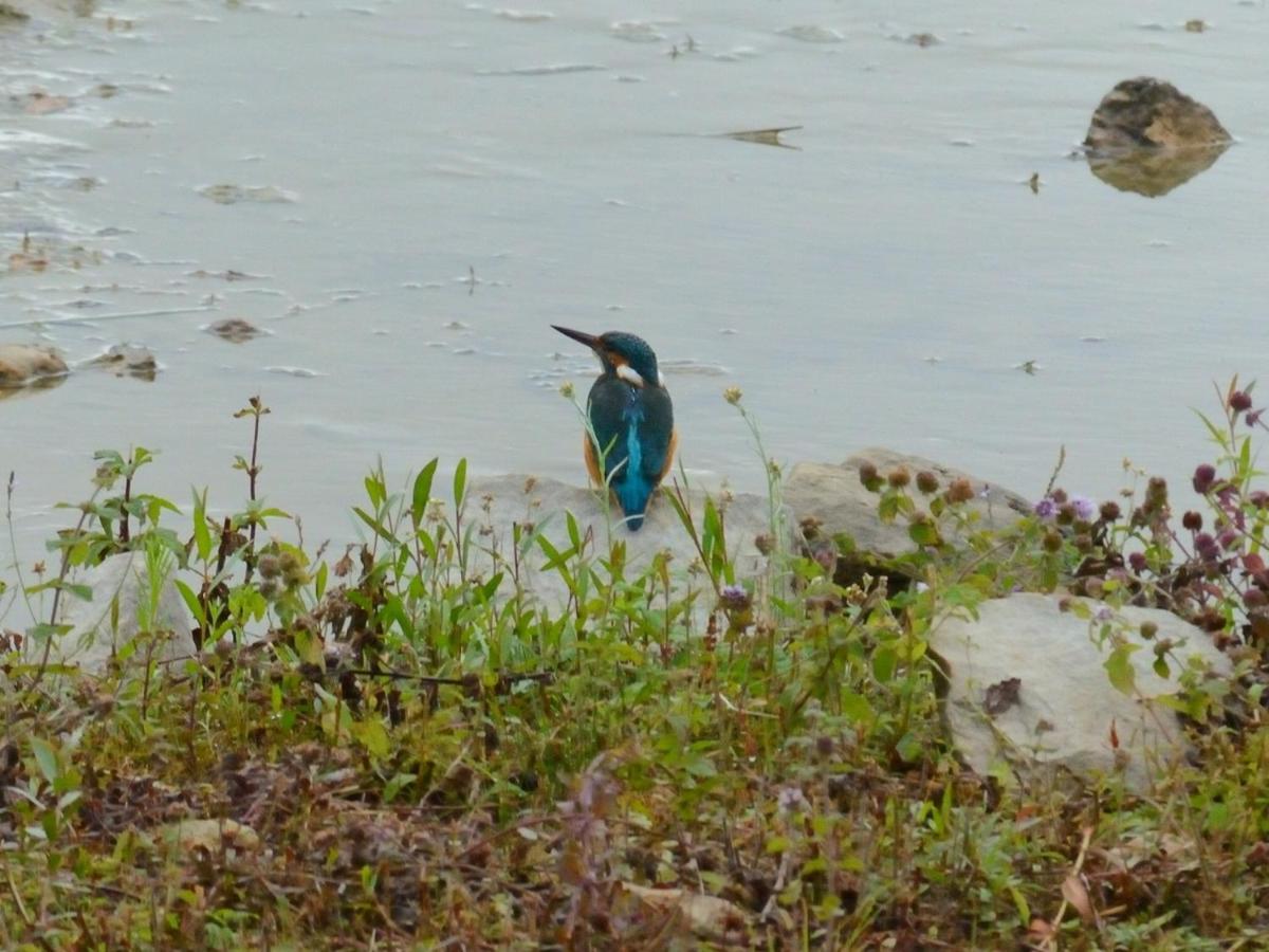Les Cygnes Au Bord Du Loing Vila Montigny-sur-Loing Exterior foto